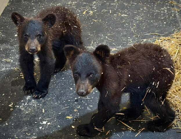 D Cubs3