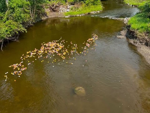DuckRace2