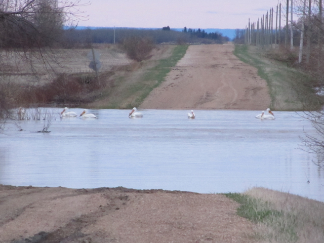 Fork River Flooding 2