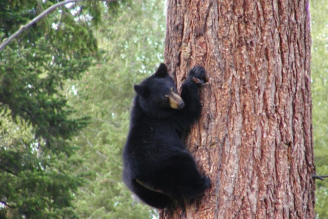 bb bear