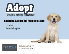 Adoption Event.jpg
