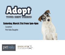 Adoption Event at Pet Valu in Dauphin.jpg
