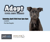Pet adoption day.jpg
