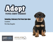 Pet Adoption Event at Pet Valu in Dauphin.jpg