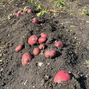 Potatoes.jpg
