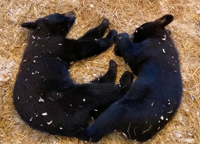 Photo courtesy of Black Bear Rescue Manitoba Facebook page