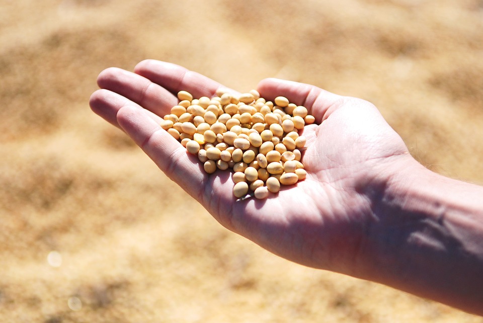 Rain helps move crops along