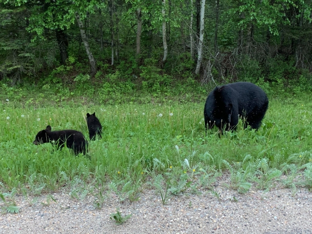 Black Bear And Cubs