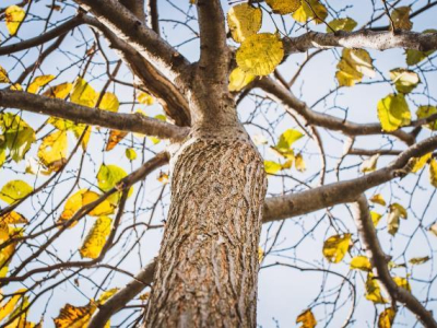 Dutch Elm Surveys underway
