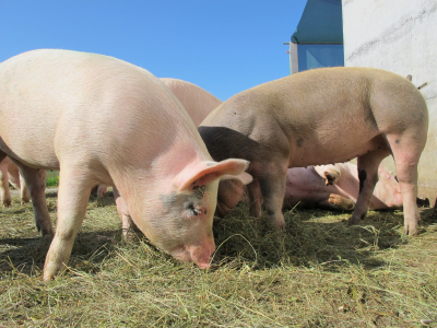 Manitoba Pork Supports Reliefs from MASC