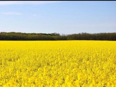 Crop Report: Harvest 3% Complete in NW