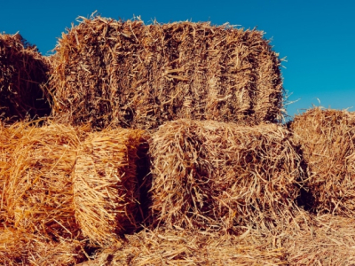 Crop Report: Harvest 1% Complete in NW