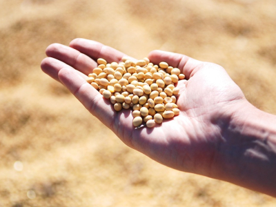 Rain helps move crops along