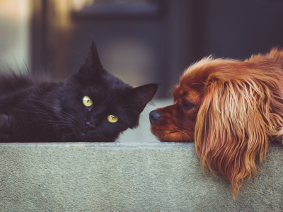 Making Pet Care More Affordable